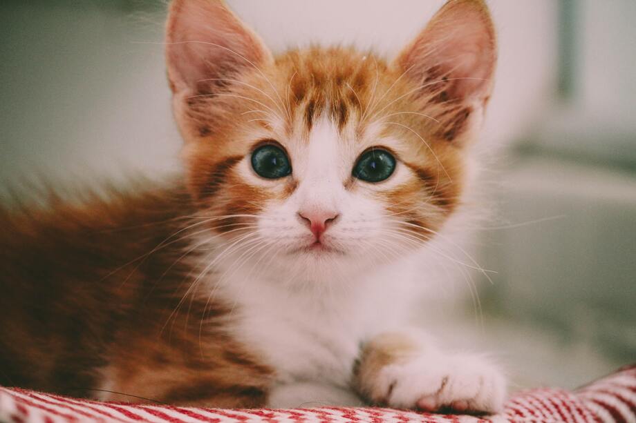 NFTs Are Not Just Cute Kitten And Monkeys Gifs NFTs Are Not Just Cute Kitten And Monkeys Gifs